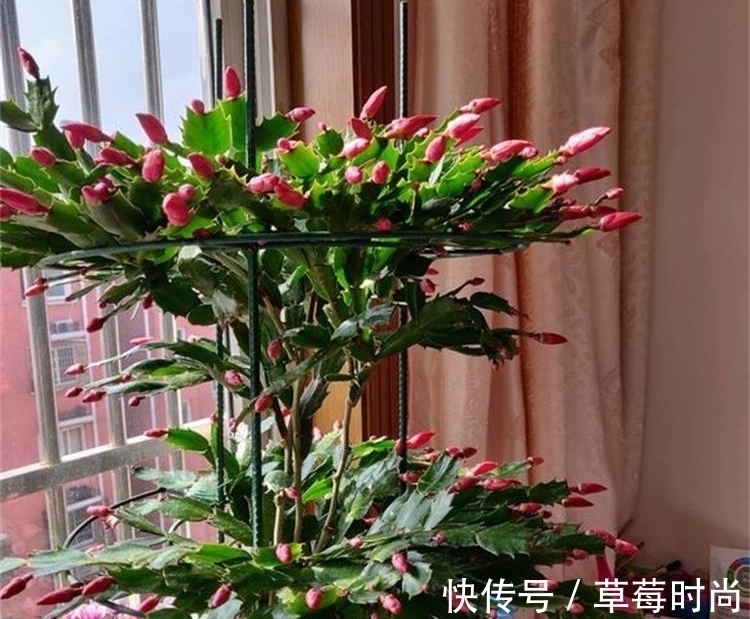 它是养花的“万能肥”,含植物所需的8大种氨基酸,养啥花都旺