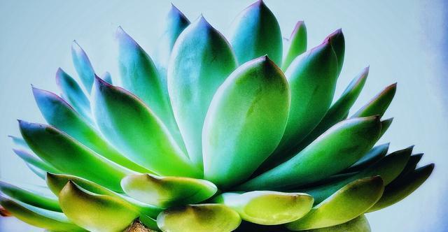 夏季|多肉里的普货也能养出好状态,以下普货多肉,好养易出状态