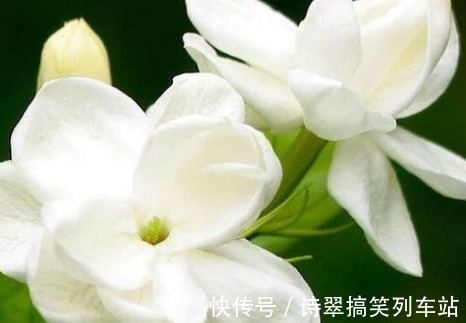 养花|新手养花，不如养盆花中精品“小精灵”，似花中仙子，纯洁俊俏