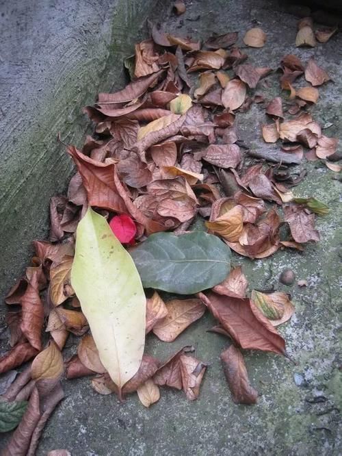 内脏|冬天养花埋点它,开春就疯长,1年不施肥一样绿油油!