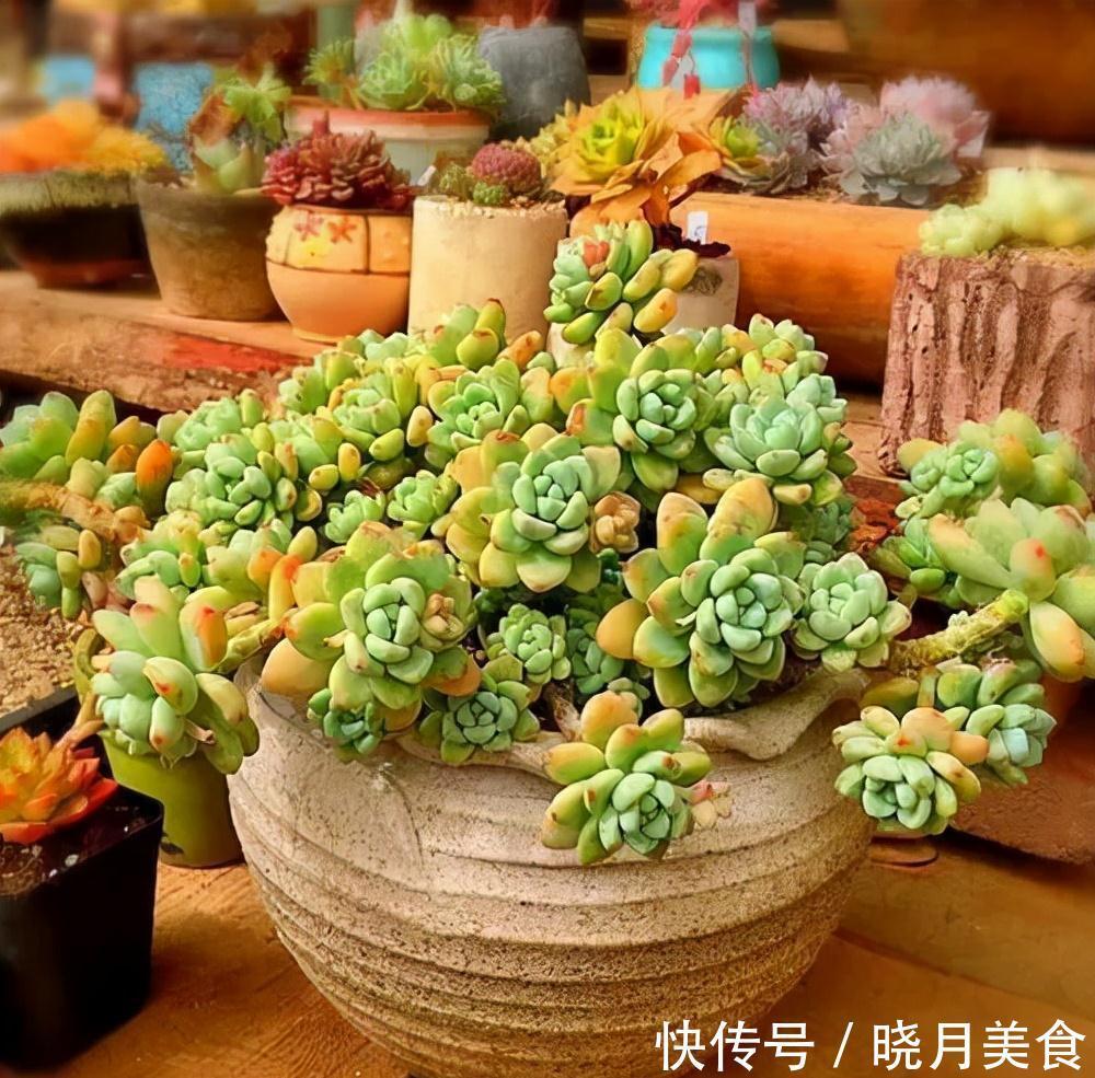 冷天养这8种花,有钱也要穷着养,断粮、少水更抗冻