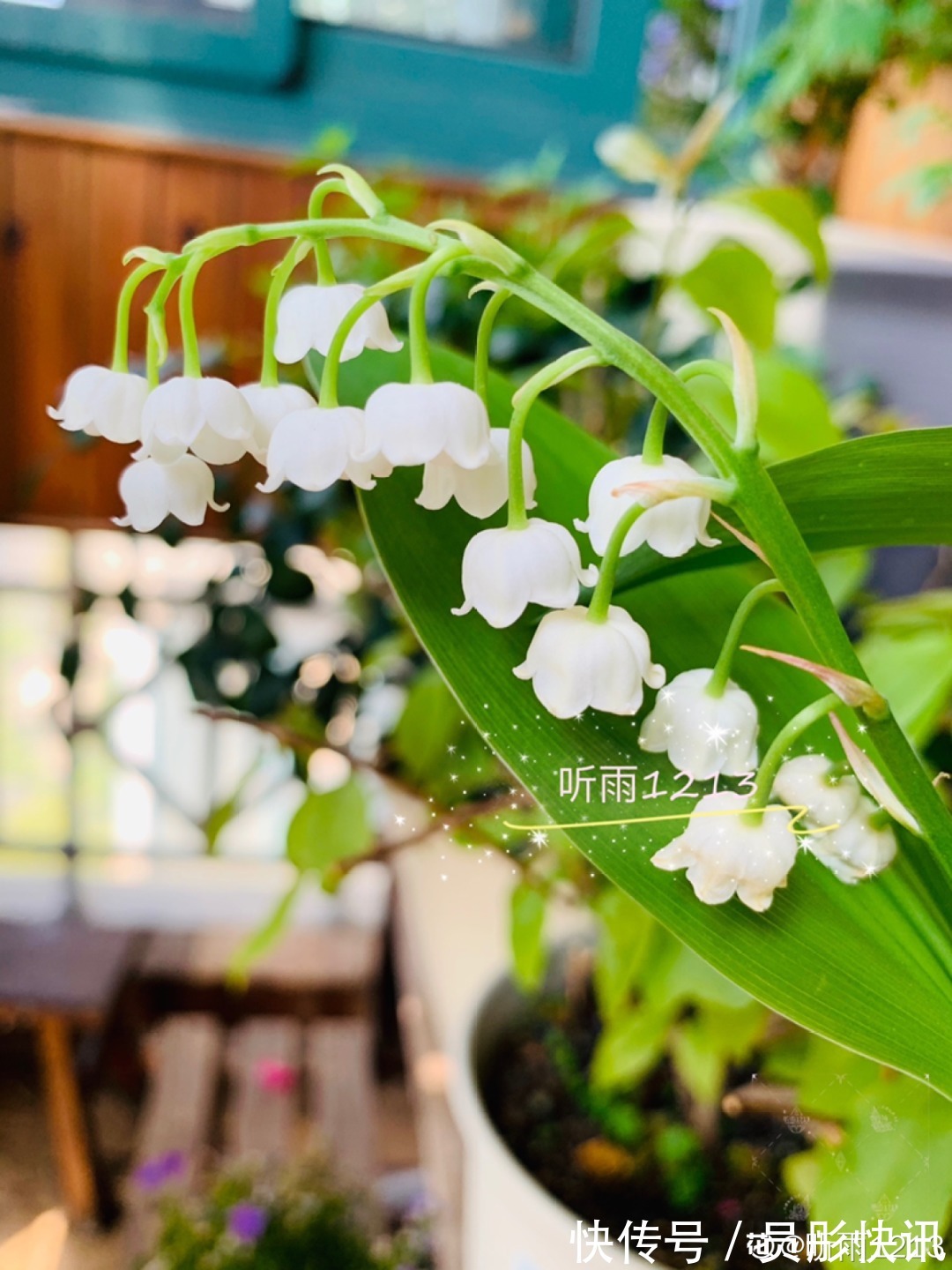 蓝蝴蝶|5种花真稀罕，叶子越晒越红彤彤，一盆能开20朵！