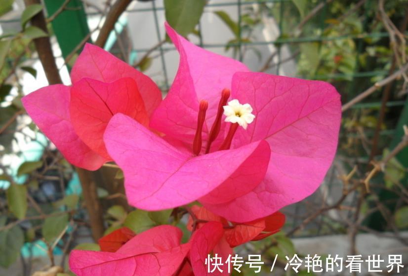 旺盛|三角梅小苗,从3点抓起,快速长成大苗,侧枝多,开花旺盛