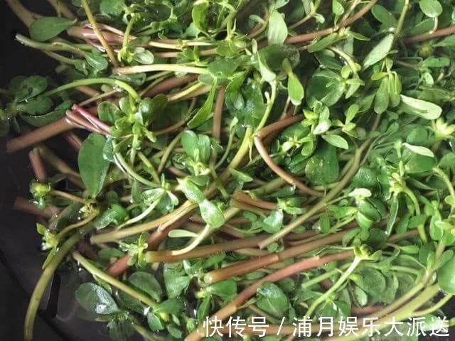 荠菜|视力的“特效药”被发现了，孩子每天坚持吃，护眼效果堪比眼药水
