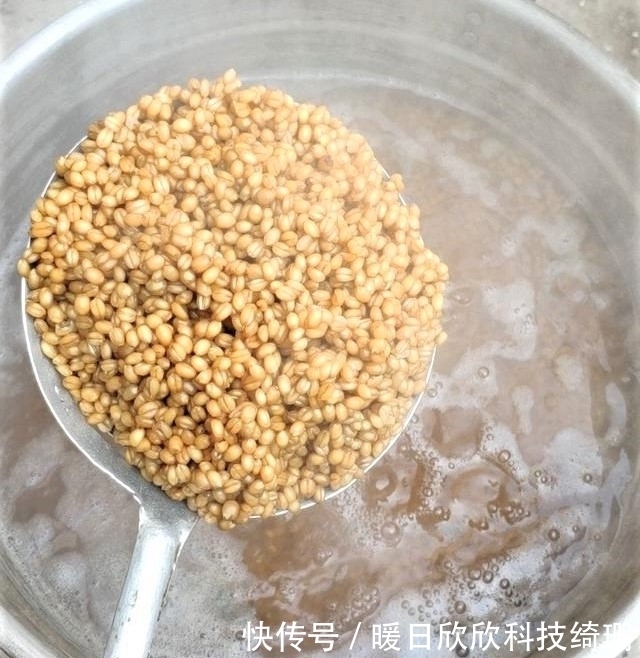 滤食性|用小麦垂钓鲫鲤草鳊,有时爆护有时空军,主要看方法是否得当