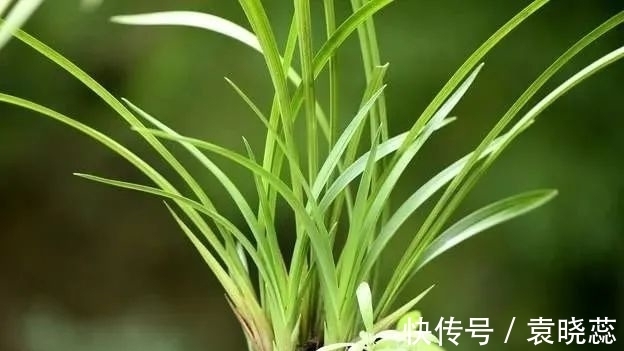 透水|兰花浇水有讲究,浇半截水还是浇透水,究竟怎么掌握?