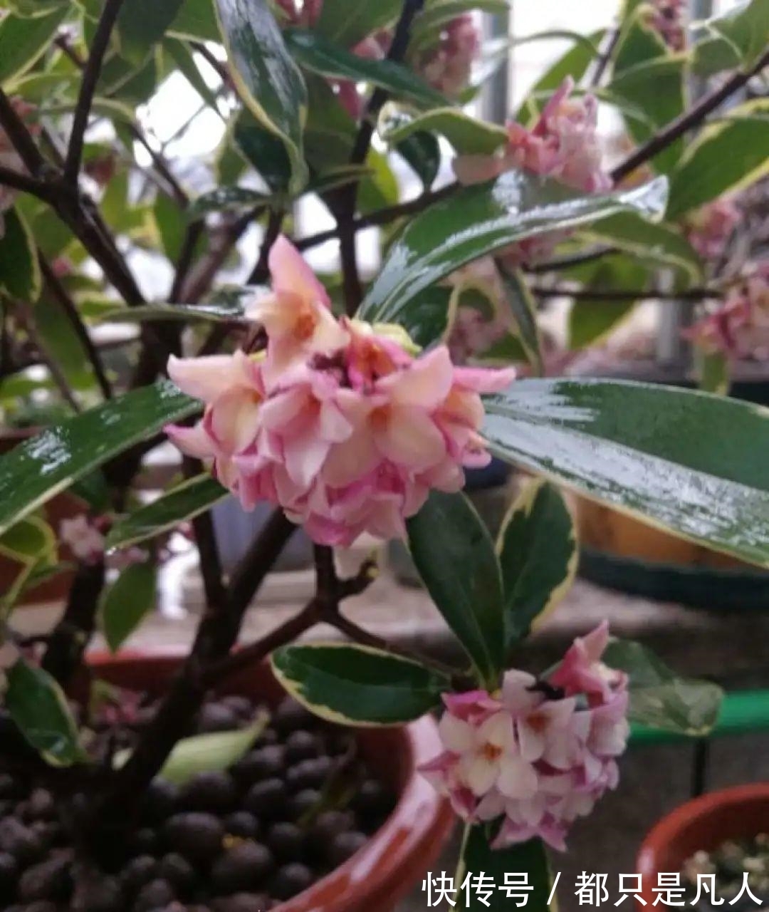 “寿命长”的10种花,寓意好,格调高,老人见了眉开眼笑!