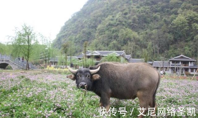 四大文明古国|千古绝对! 上联 老牛卧雪思春草 网友对出的下联经典至极