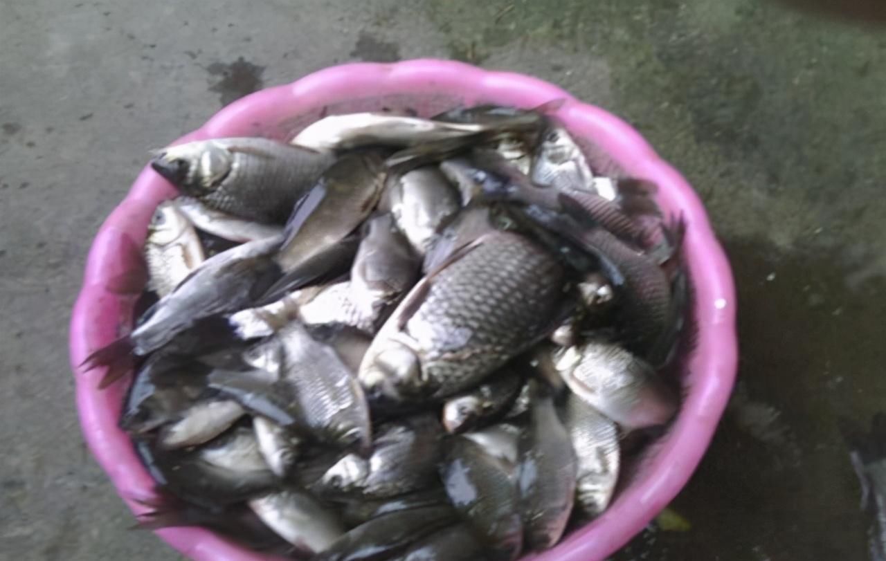 老钓友坦言,冬季钓鱼我只用这三种东西做饵料,鲫鱼一钓一个准