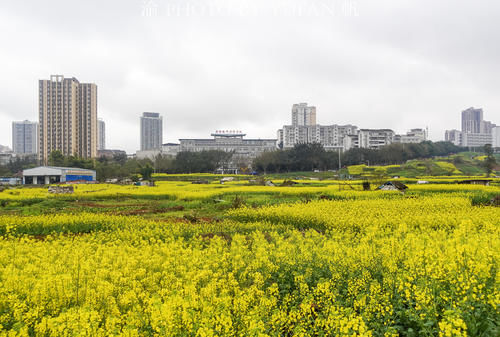 重庆这里宜居又幸福，家中就能欣赏油菜花海，窗外看出去美如画卷