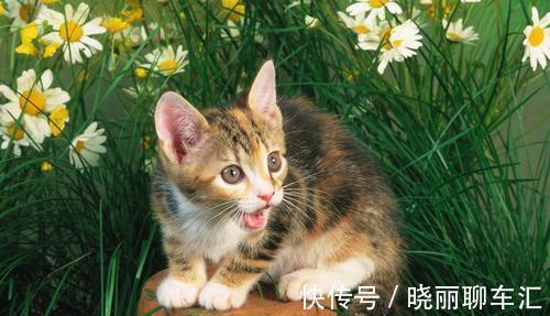 |幽默笑话：我是我们村里的养鸡大户，但养的不是普通的肉鸡