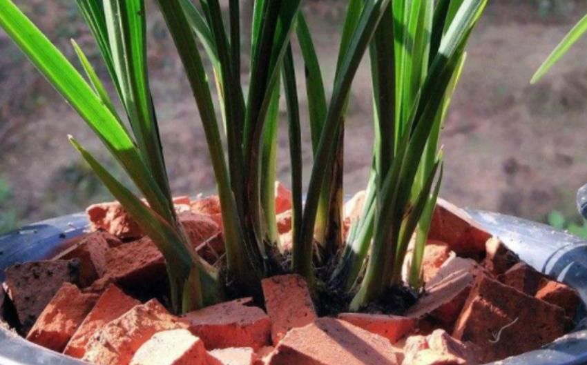 不为人熟知的养花秘诀：怎么合理使用红砖达到调节效果？