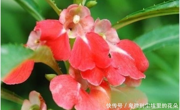 凤仙花|阳台养这5款花，花开比牡丹还美，浇点水就呼呼长，开花爆满盆！