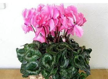 此几种观花植物种在室内，一年四季都有花赏，好看又好养！