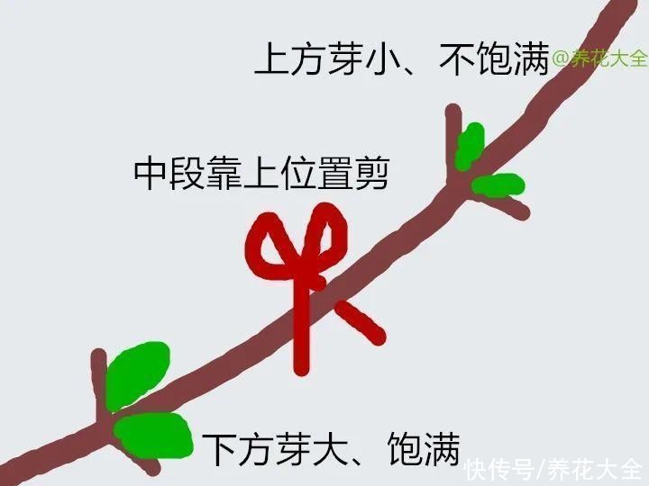 枝条|冬剪开始了，月季看见这种枝，就要赶紧剪