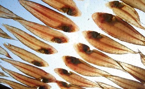 再次忠告4类鱼需要少吃,营养少还伤身体,多数人还经常吃