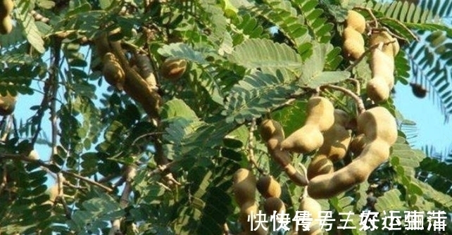 农民朋友|农村树上生长的一种野果,刚开始以为是花生,其实比花生营养更高