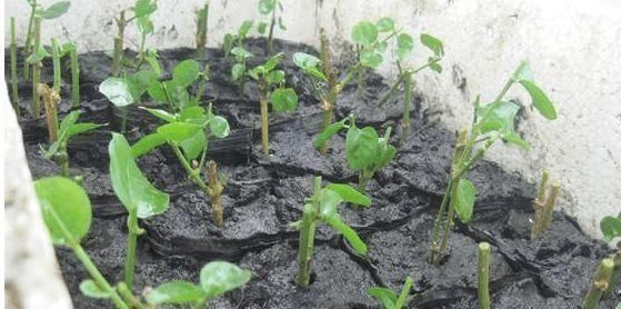 天气热,3种花适合扦插,温度越高生根越快,养护简单