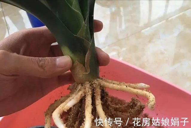 君子兰出现“根顶叶”现象,要及时发现,及时处理,否则危害大