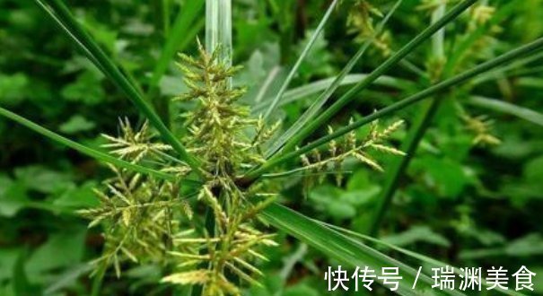 农村|农村不起眼的野草,竟然是一味治病的民间好中药,你认识吗