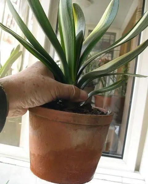 君子兰夏天有“四怕”,避开后,苗壮叶绿、状态好