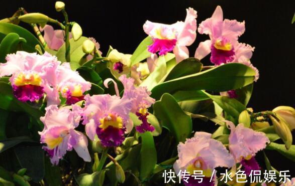 佳品|4种花卉,淡雅婉约,整个夏天都在开,繁殖快花色艳,是盆栽佳品