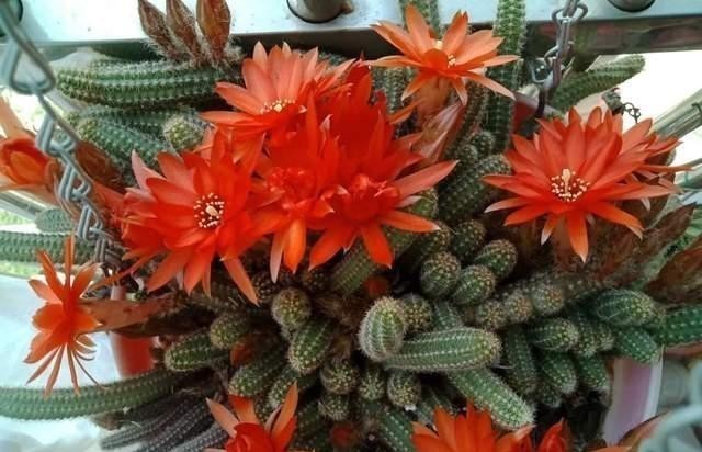 种花|家里有这5种花,越懒养越好,根不烂叶子不黄,养养就爆盆!