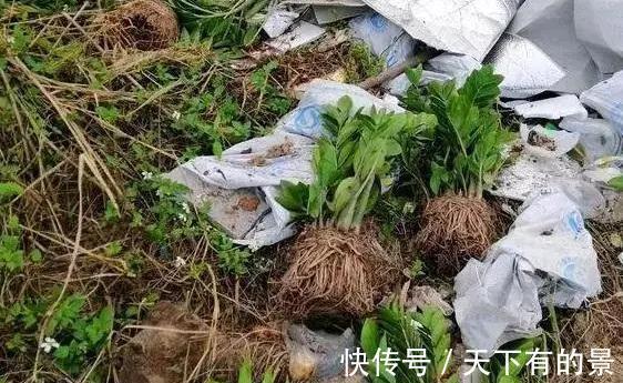 垃圾箱|邻居丢掉的花卉,看着太可惜了,捡回家处理下,照样能养好