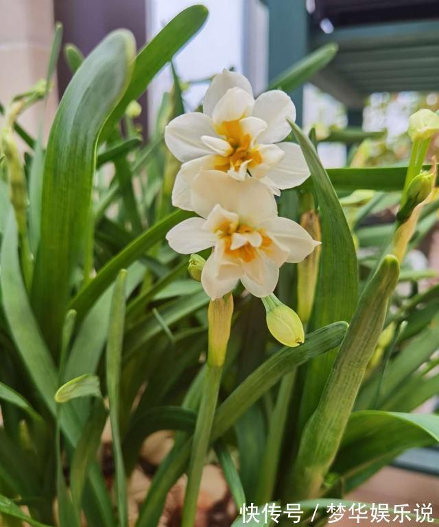 室内养花需谨慎,俗话说花旺人不旺,这些花趁早搬出室内!