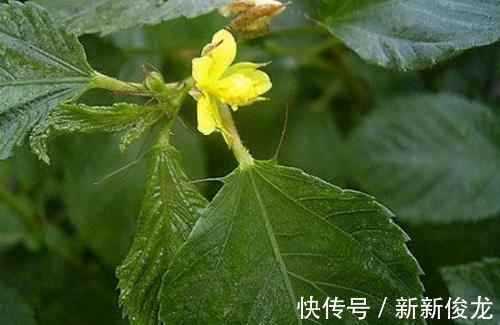 王菜|女性养生常吃3种食物,补充营养,延缓衰老,好处多多