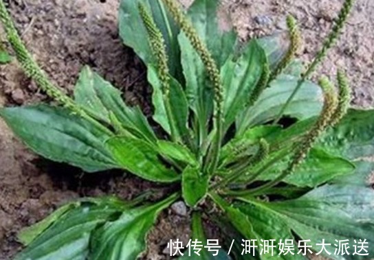 专家|车前草泡水喝到底有什么好处你清楚吗医学专家告诉你
