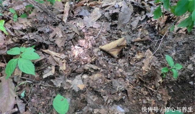 花盆土壤“硬如砖”，去公园捡“2宝贝”埋盆里，土壤松软白根壮！