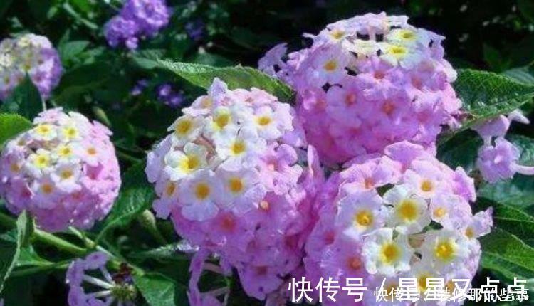 超美|养花就养4种花,家里养一盆,一开就美爆,养1盆超美!