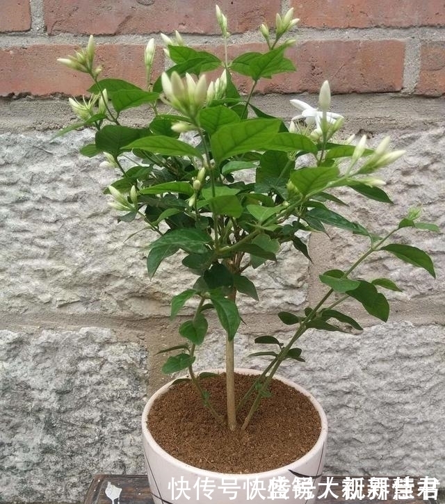 小花|养茉莉这几招技巧不能少,安全过夏,枝头满是花苞