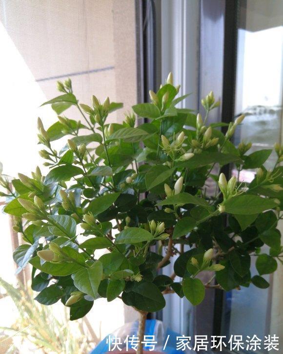 爆盆|养茉莉,记住5点“疯狂”,一年开5茬,花开爆盆不是事