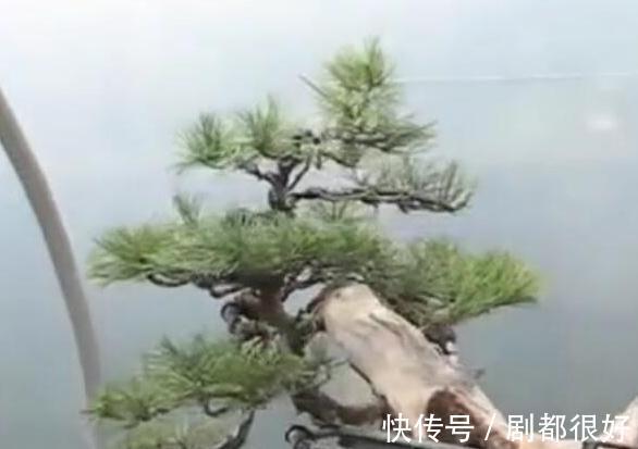 树皮|白骨森森,的舍利松树盆景图解,10图10个步骤,为大家解惑