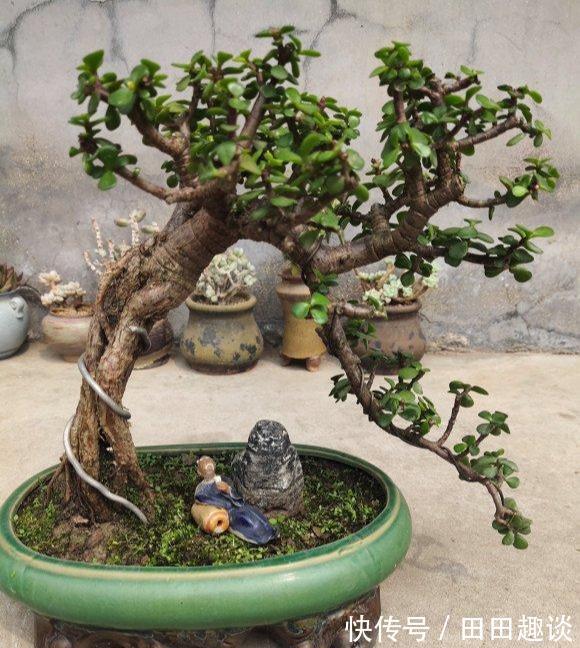 路边挖一棵马齿苋,养成老桩做盆景,开花一层层,真值钱了