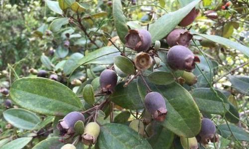 以前农村常见的野果，非常可口但不能吃太多，吃过的都知道后果