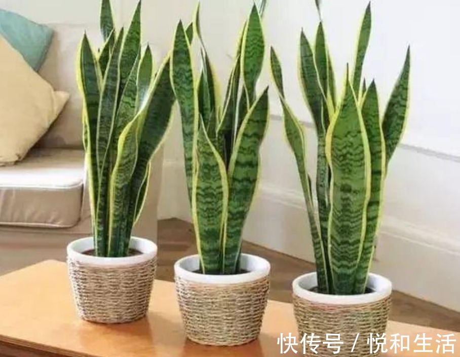 3种花养卧室，促进睡眠质量，植株漂亮上档次，一觉睡到自然醒！