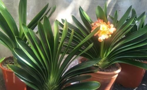 “懒养”君子兰,一年不施肥,叶片油亮,花朵娇艳,花开四季不断
