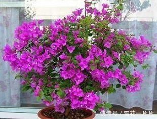 家里有空盆这“4种花”现在栽一盆,一入秋就“开成大花球”