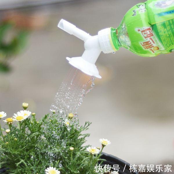 家里养4种耐旱花,浇水太多就烂根,一月浇1次蹭蹭长