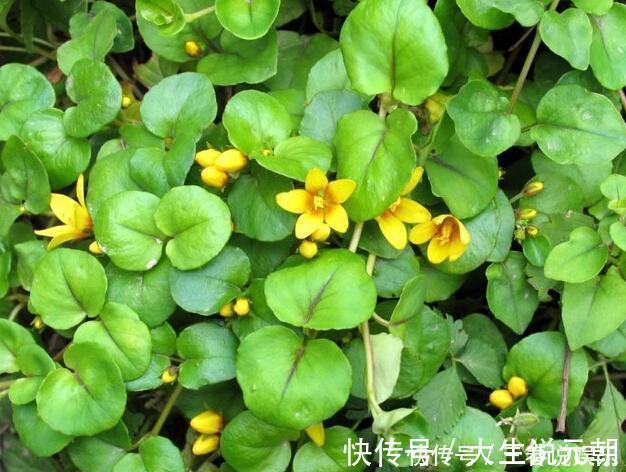 鱼肉|农村过年吃的都是鱼肉，也爱吃着几种野菜，万一全吃过我服您！