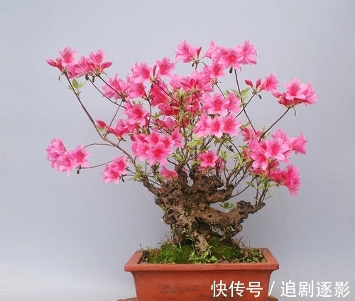 映山红|映山红,夏秋季巧施肥,来年开花美