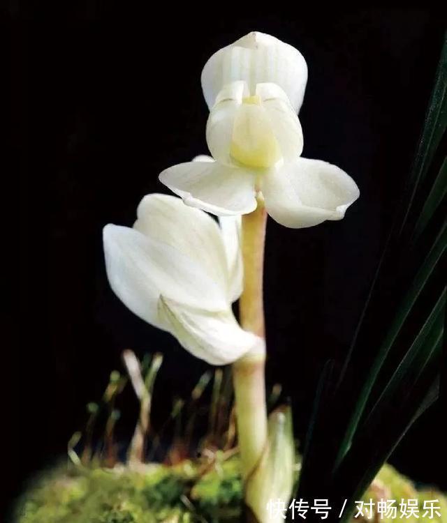 世界上最贵的花，一盆就是一座房子！看过的贵气满满