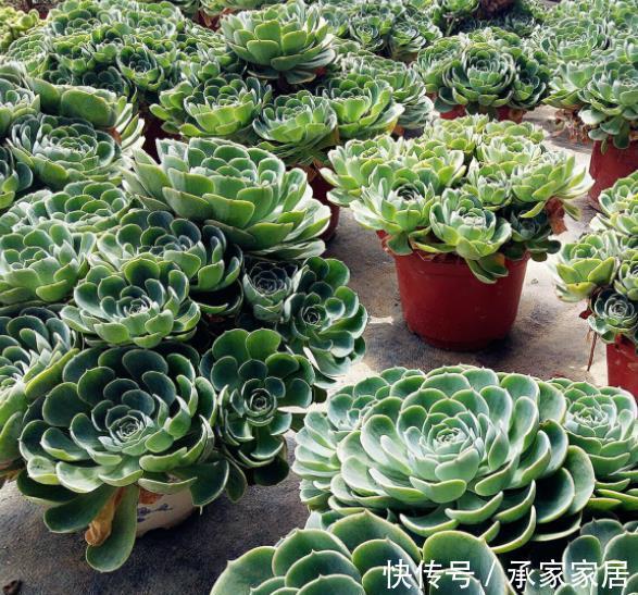 多肉|多肉玉蝶就是“懒胖子”，浇水越少长势越好，长成群生肉墩子