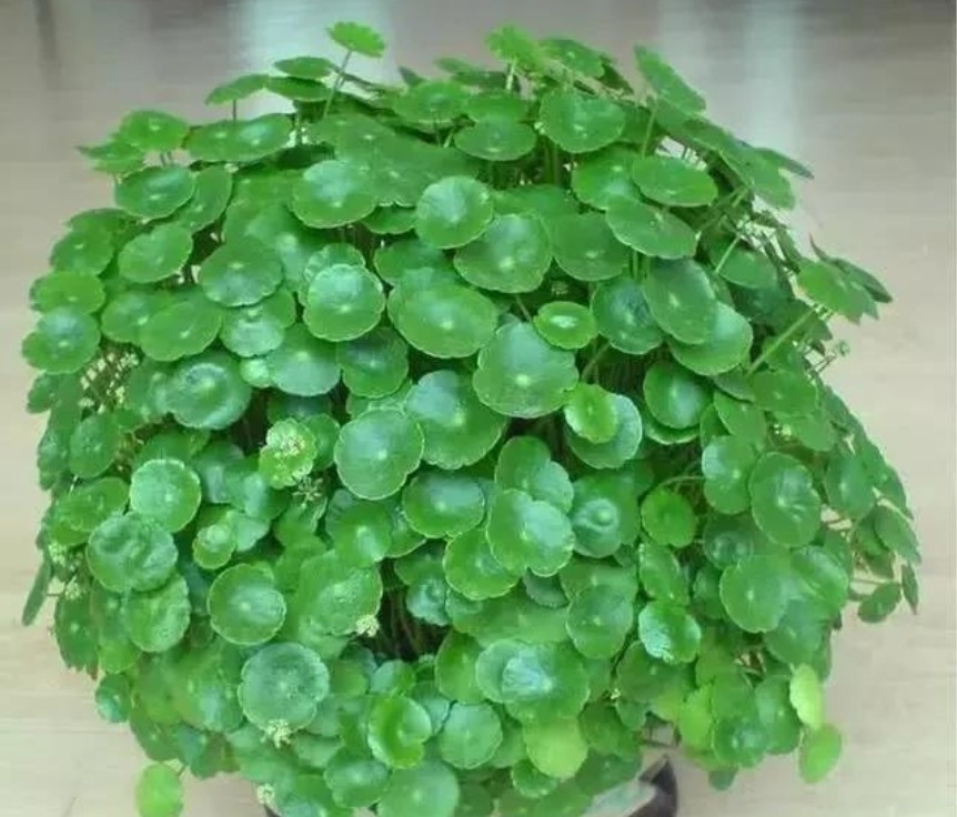 叶子|铜钱草生长“缓慢”,叶子太小用“1种水”猛浇,呼呼爆长!