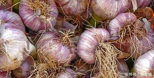 家里保存大蒜其实很简单，教你个土法子，别再担心大蒜长芽干瘪了