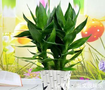 有害气体|这5种植物，放置在家中百利而无一害！