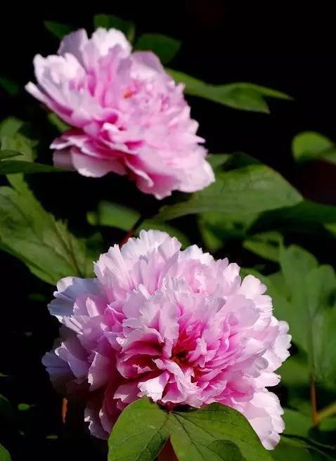 中国十大名花欣赏,美极了!